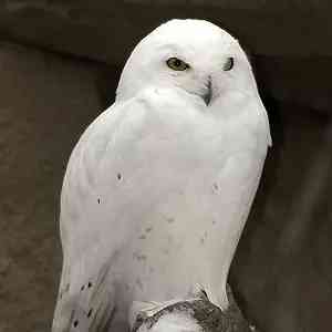 snowy owl - birds with detailed facts including diet, lifespan, weight and habitat information